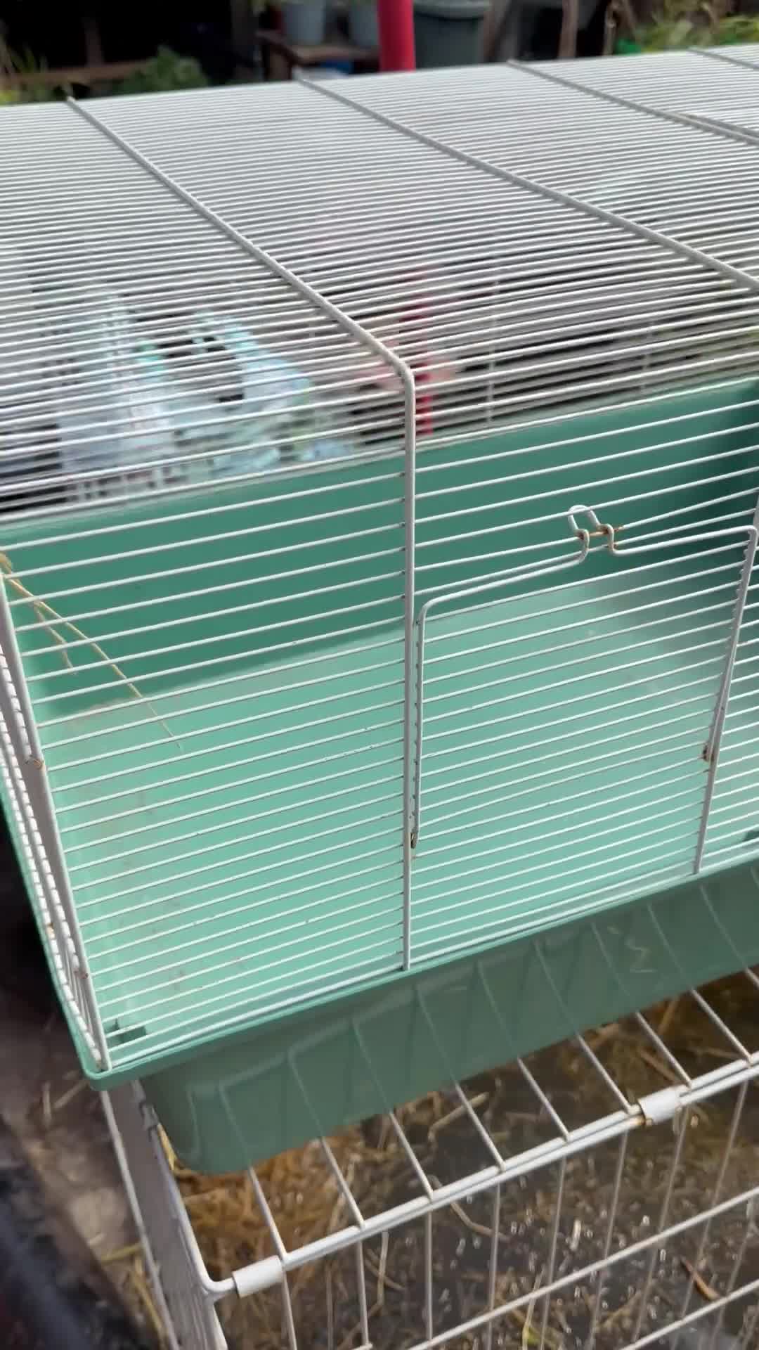 Mouse rodents for sale: Pets at Home Habitat 2 Spacious Small Animal Cage - Video 1
