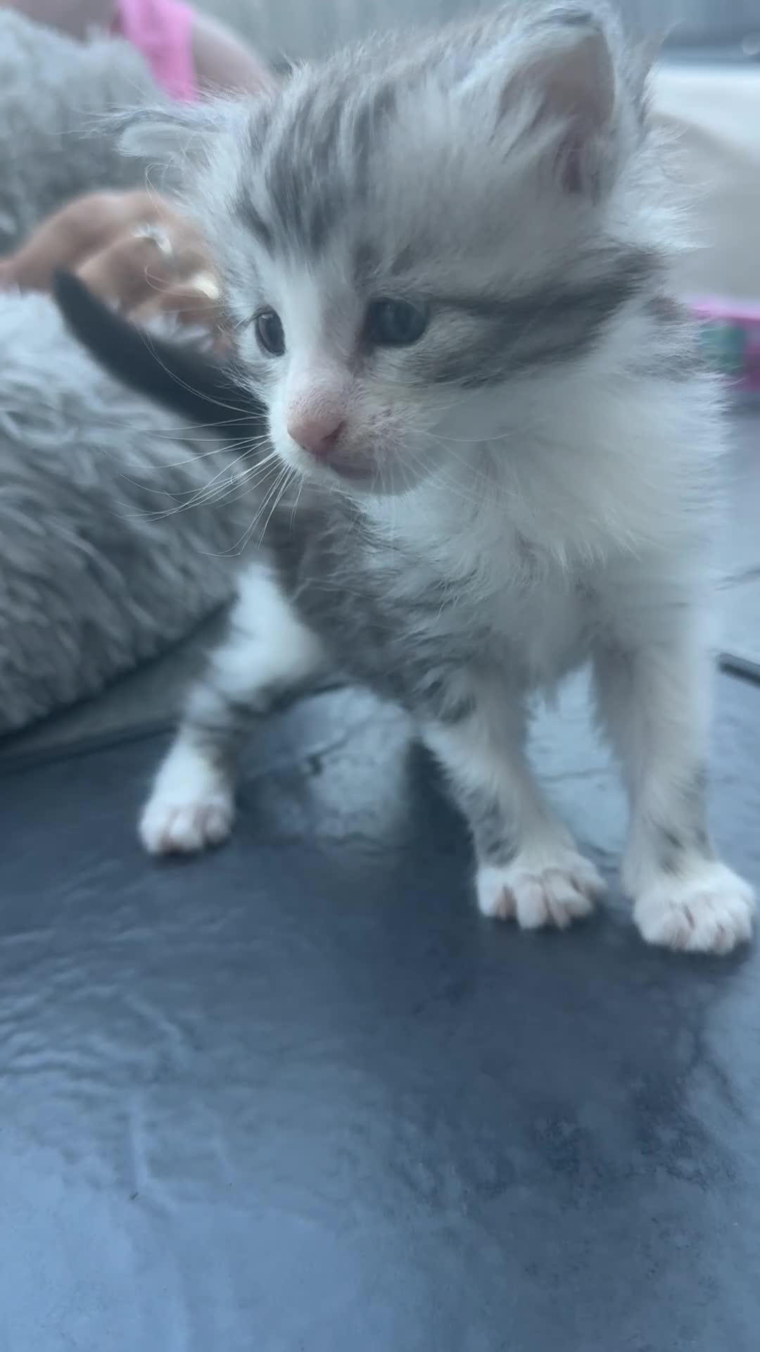 Maine Coon cats for sale: 4 MAINE COON KITTENS  - Video 5