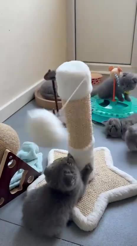 Scottish Fold cats for sale: 7 Scottish fold 😍beautiful  healthy kittens - Video 2