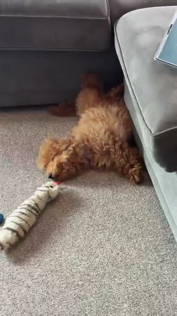 Schnoodle dogs for sale: Schnoodle puppy  in Hounslow - Video 1