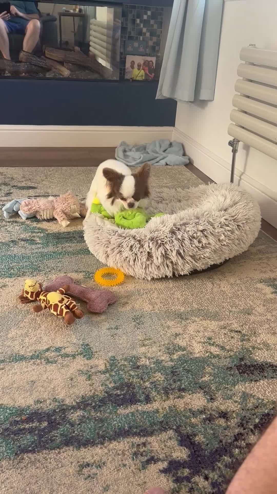 Chihuahua dogs for stud: Long coat chihuahua chocolate and white stud boy - Video 1