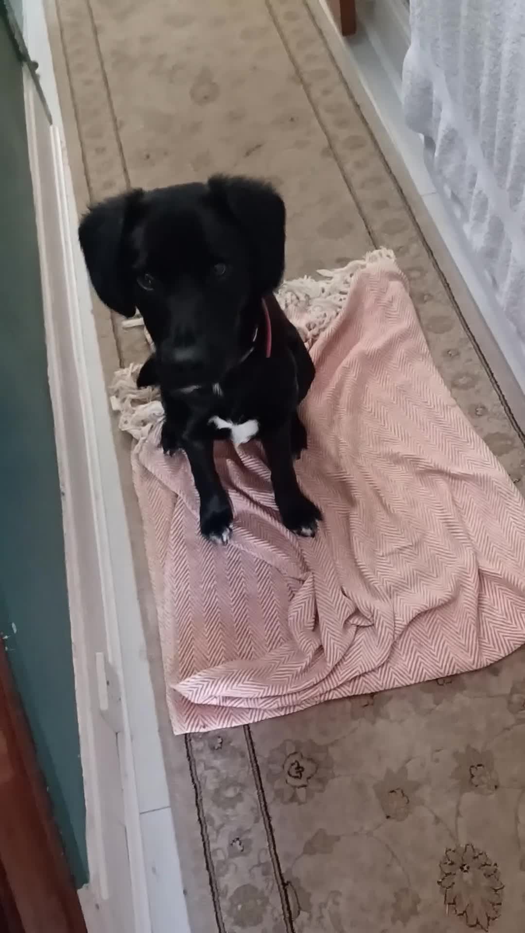 Mixed Breed dogs for sale: Sprollie 6/7mth old Sprollie in Camborne - Video 2
