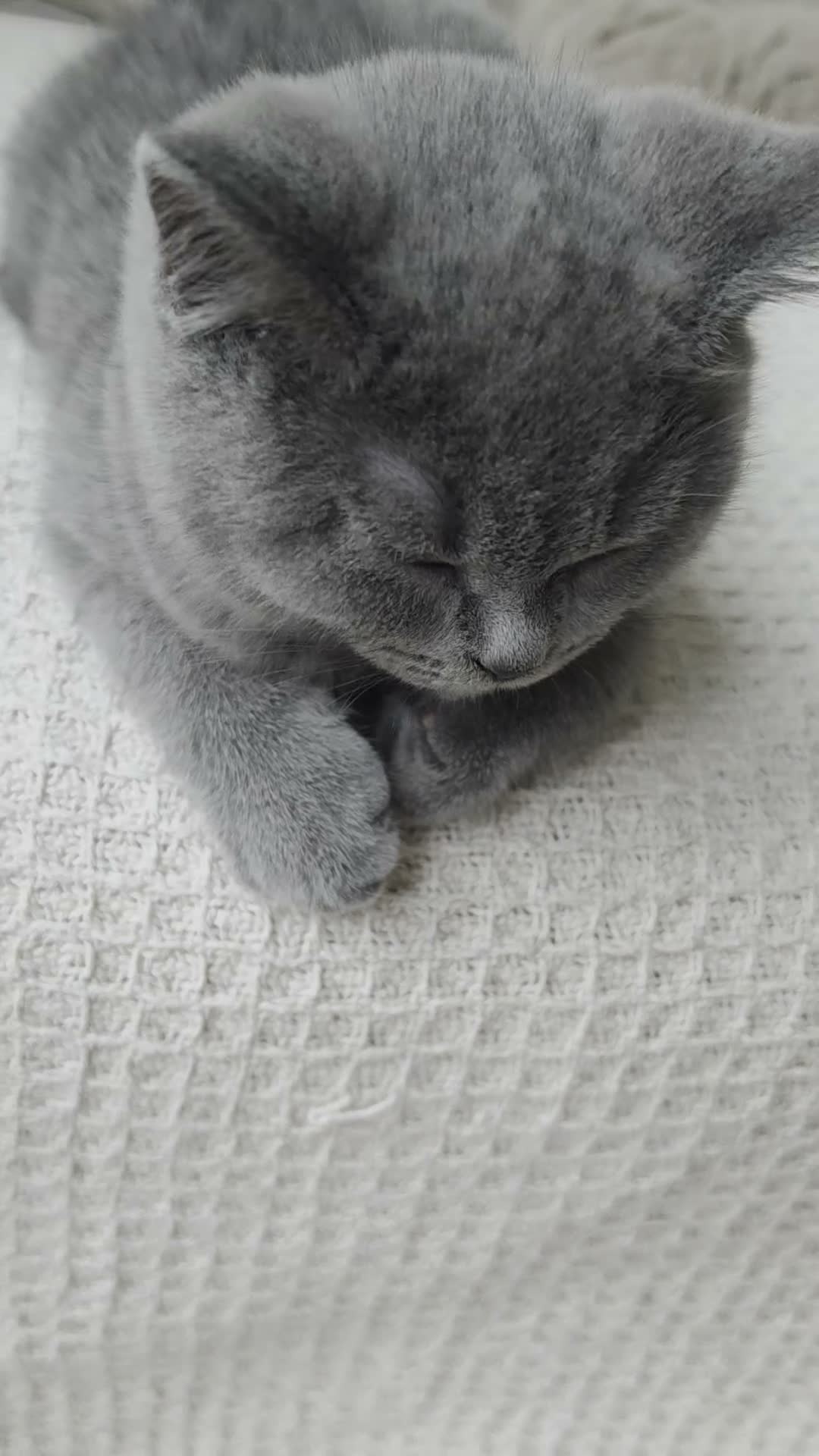 British Shorthair cats for sale: 🐾 GCCF British Shorthair Kittens  - Video 3