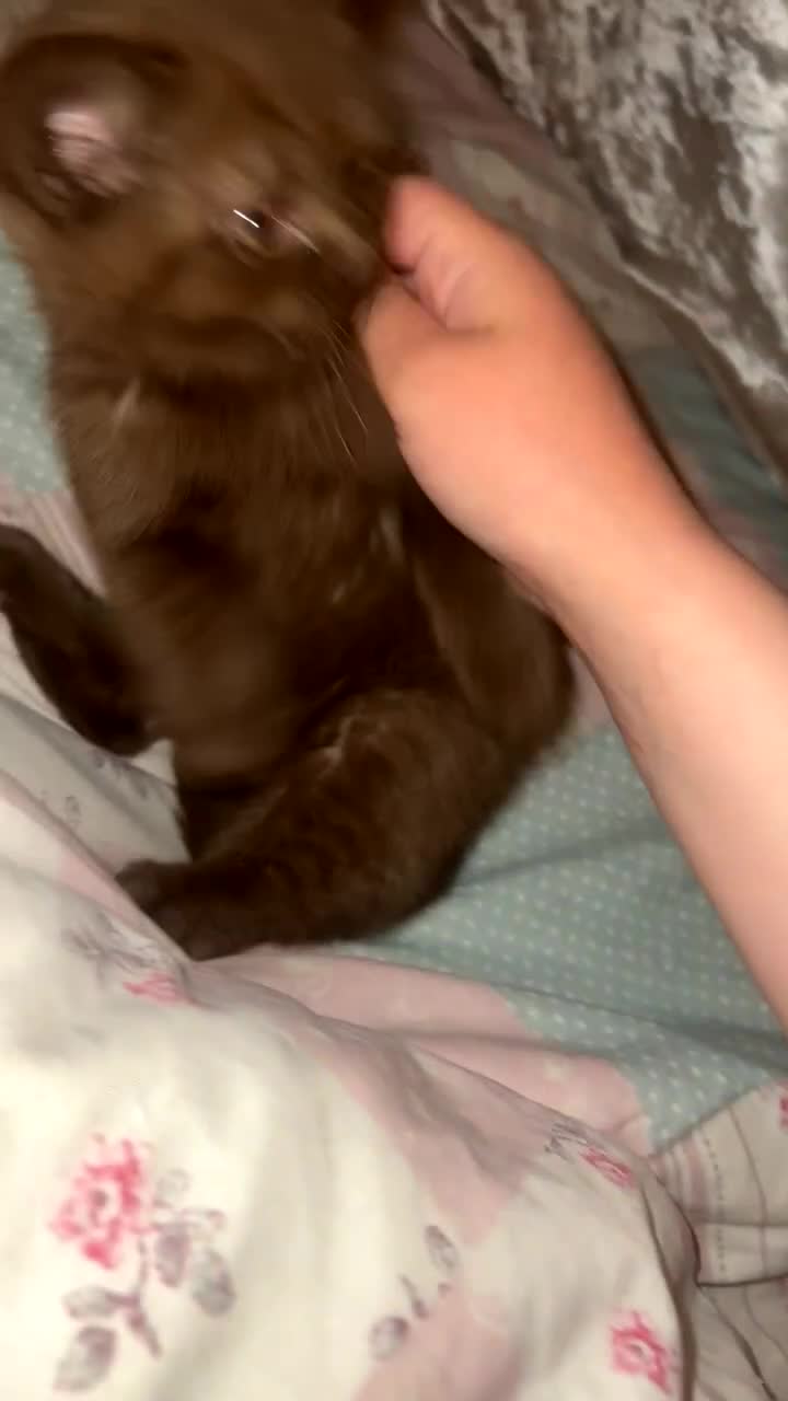 British Shorthair cats for sale: British short hair kitten - Video 4