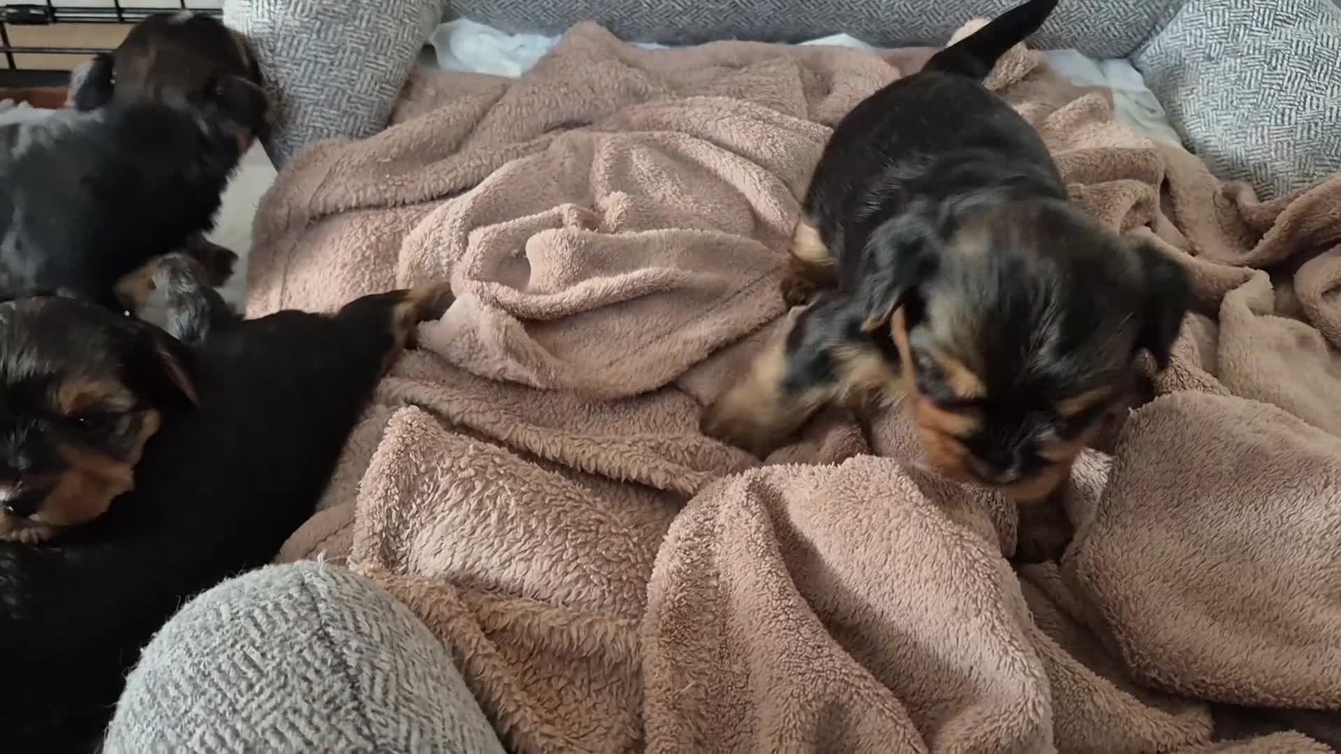 Yorkshire Terrier dogs for sale: Full pedigree Yorkshire terrier  - Video 1