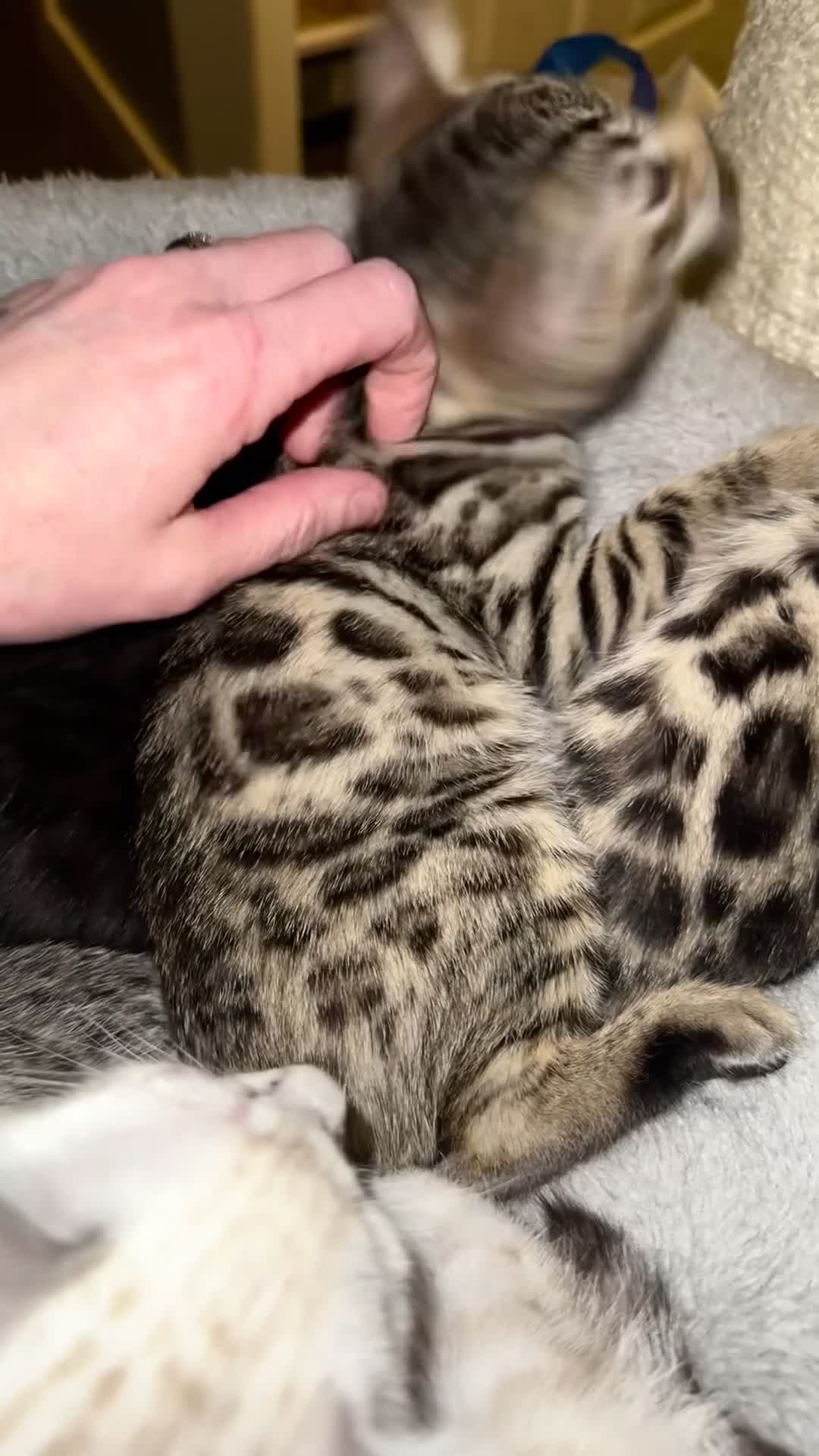 Bengal cats for sale: 🏆Show winning parents. 7 Stunning Bengal Babies💯 - Video 3