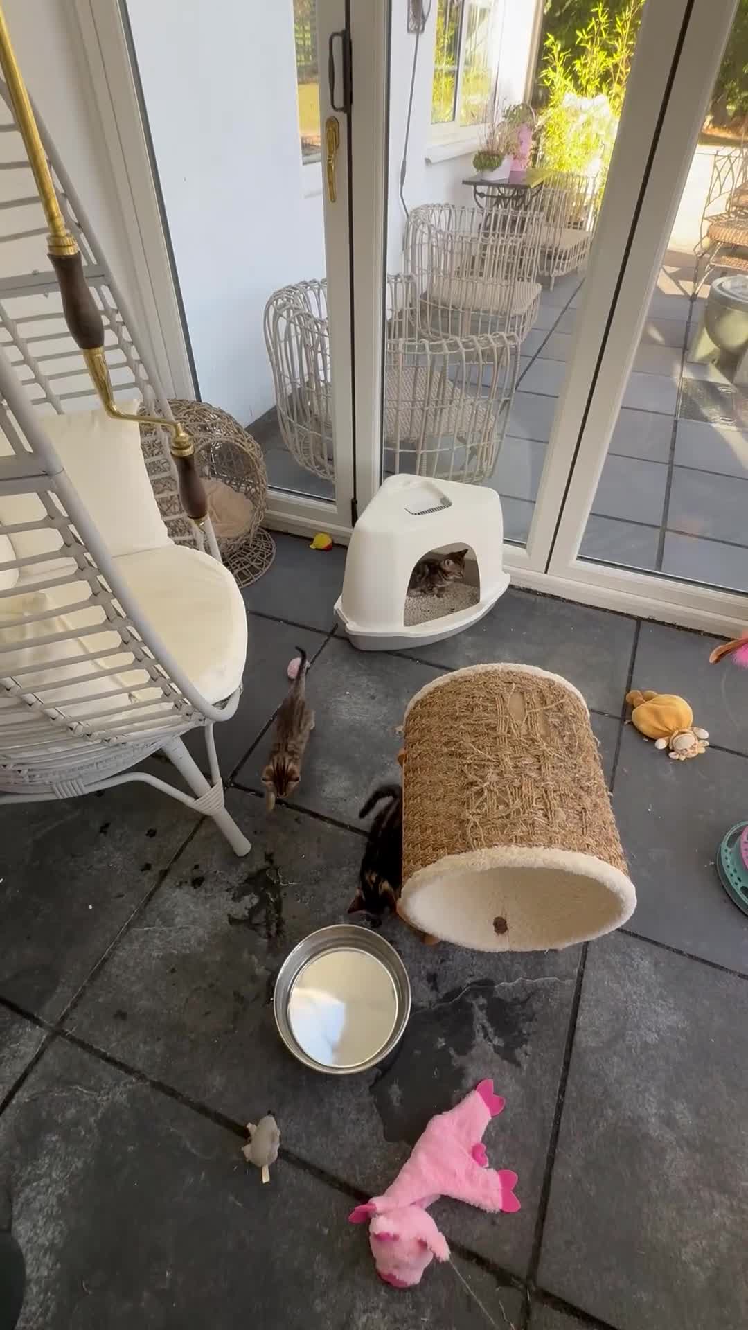 Bengal cats for sale: MARBLED & Spotted BENGALS TiCA Reg 1 kitten left  - Video 3