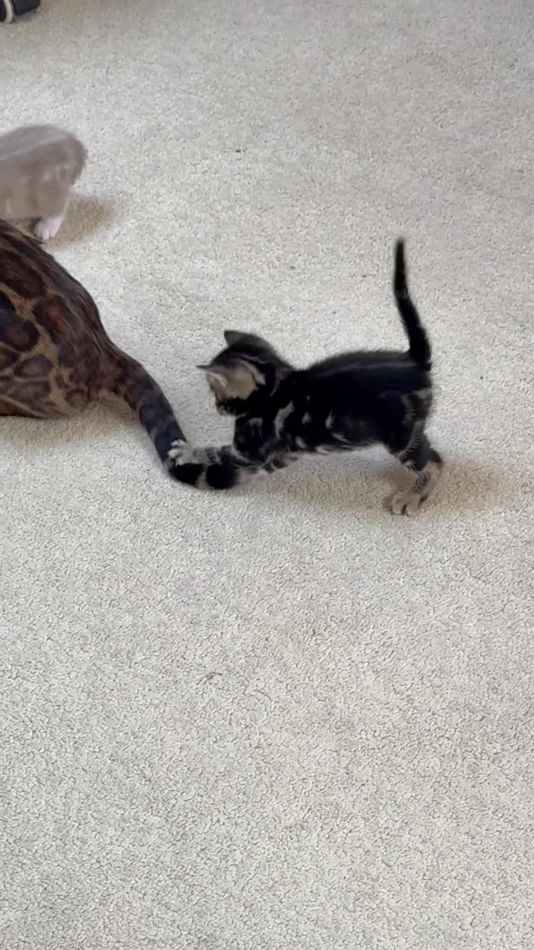 Bengal cats for sale: Exceptional Bengal Heritage Kittens in Llangammarch Wells - Video 4