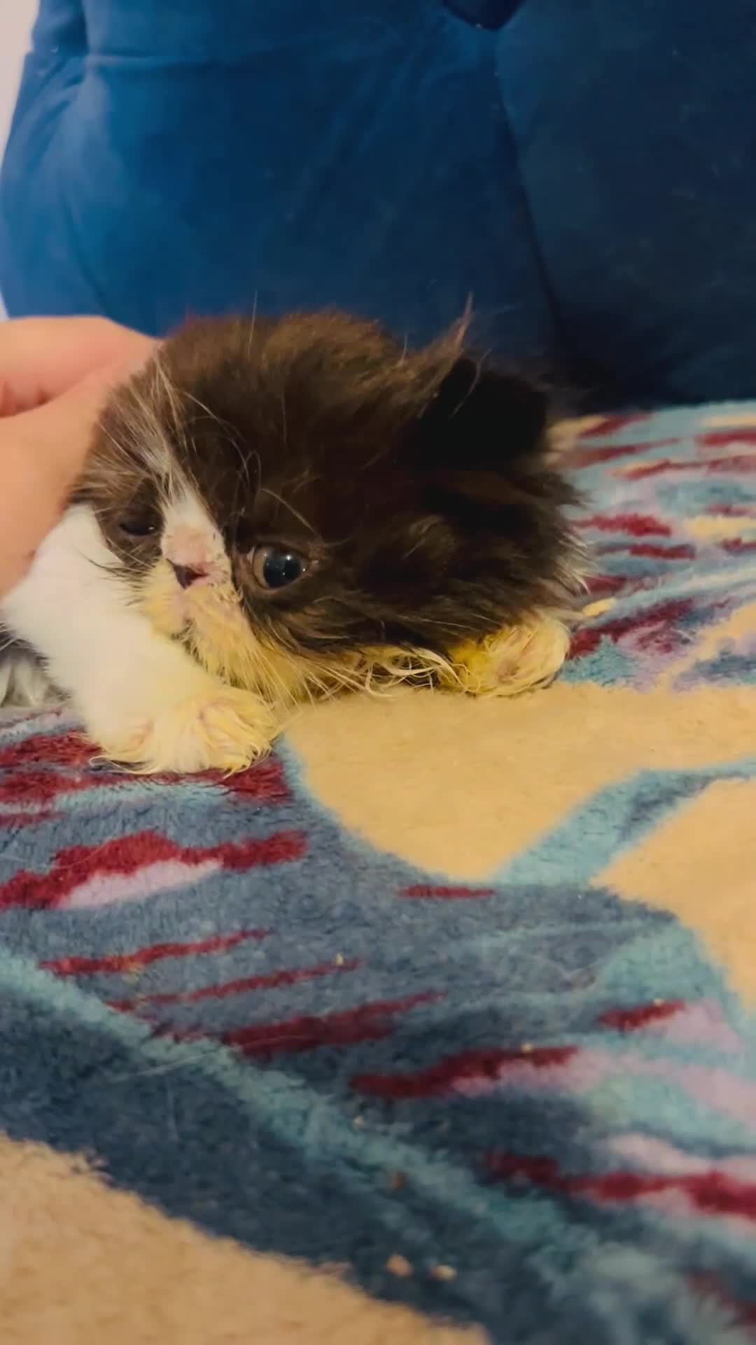 Persian cats for sale: Stunning Black Smoke GCCF Active Persians - Video 3