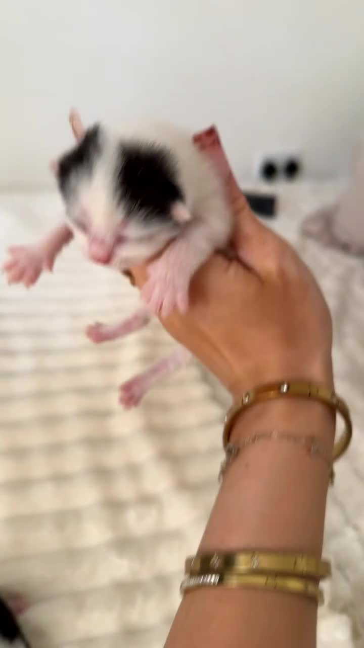 British Longhair cats for sale: kittens (ready september)  - Video 1