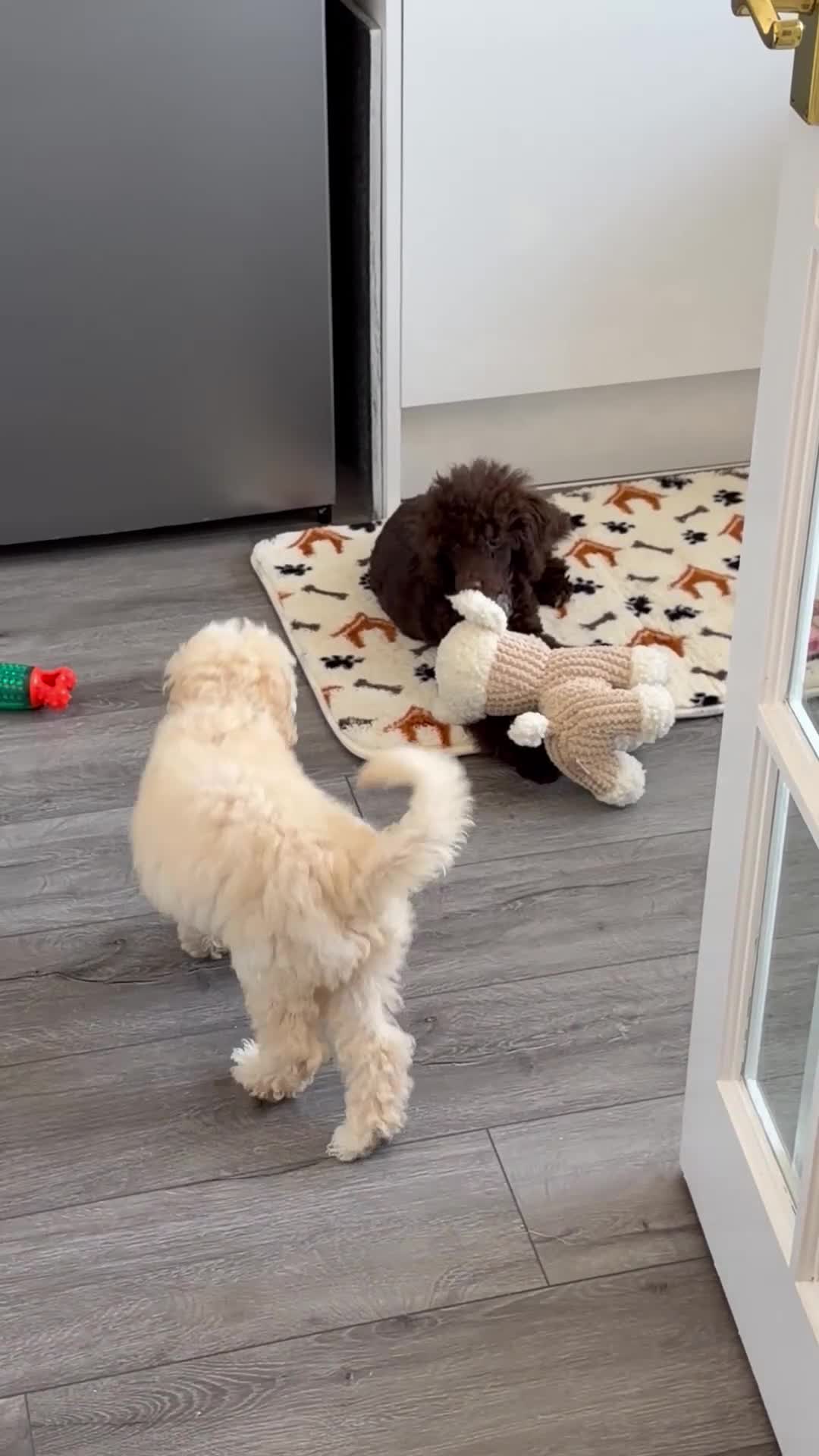 Miniature Poodle dogs for sale: Poodle Female in Basingstoke - Video 1