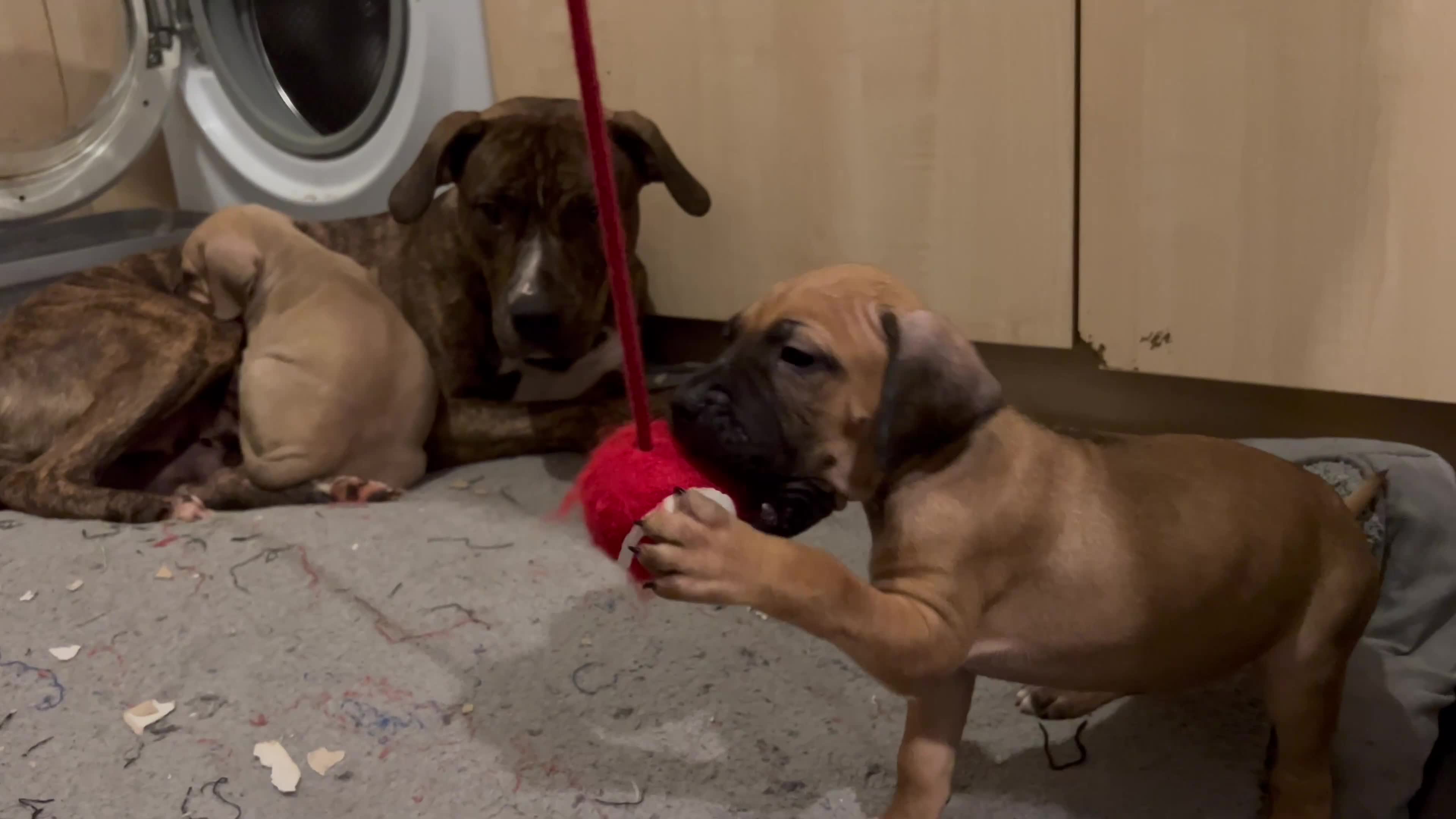 Boerboel dogs for sale: 🐾 Beautiful Boerboel Puppies 🐾  - Video 1