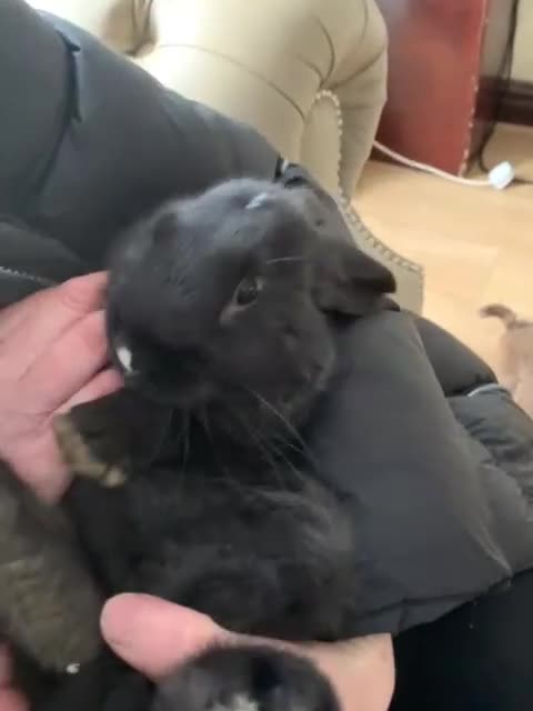 Flemish rabbits for sale: Flemish giant cross - Video 1