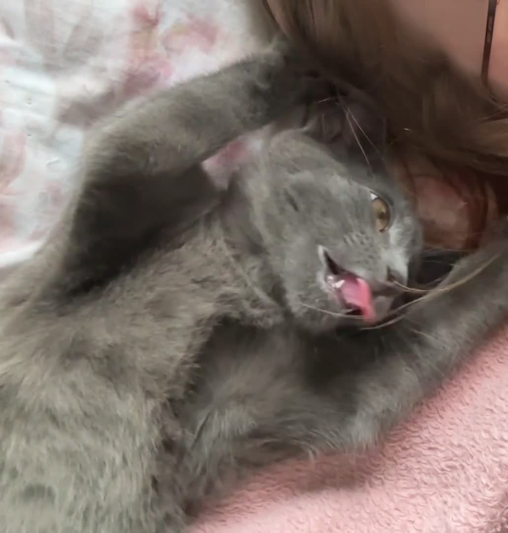 Mixed Breed cats for sale: Stunning grey kitten - Video 1