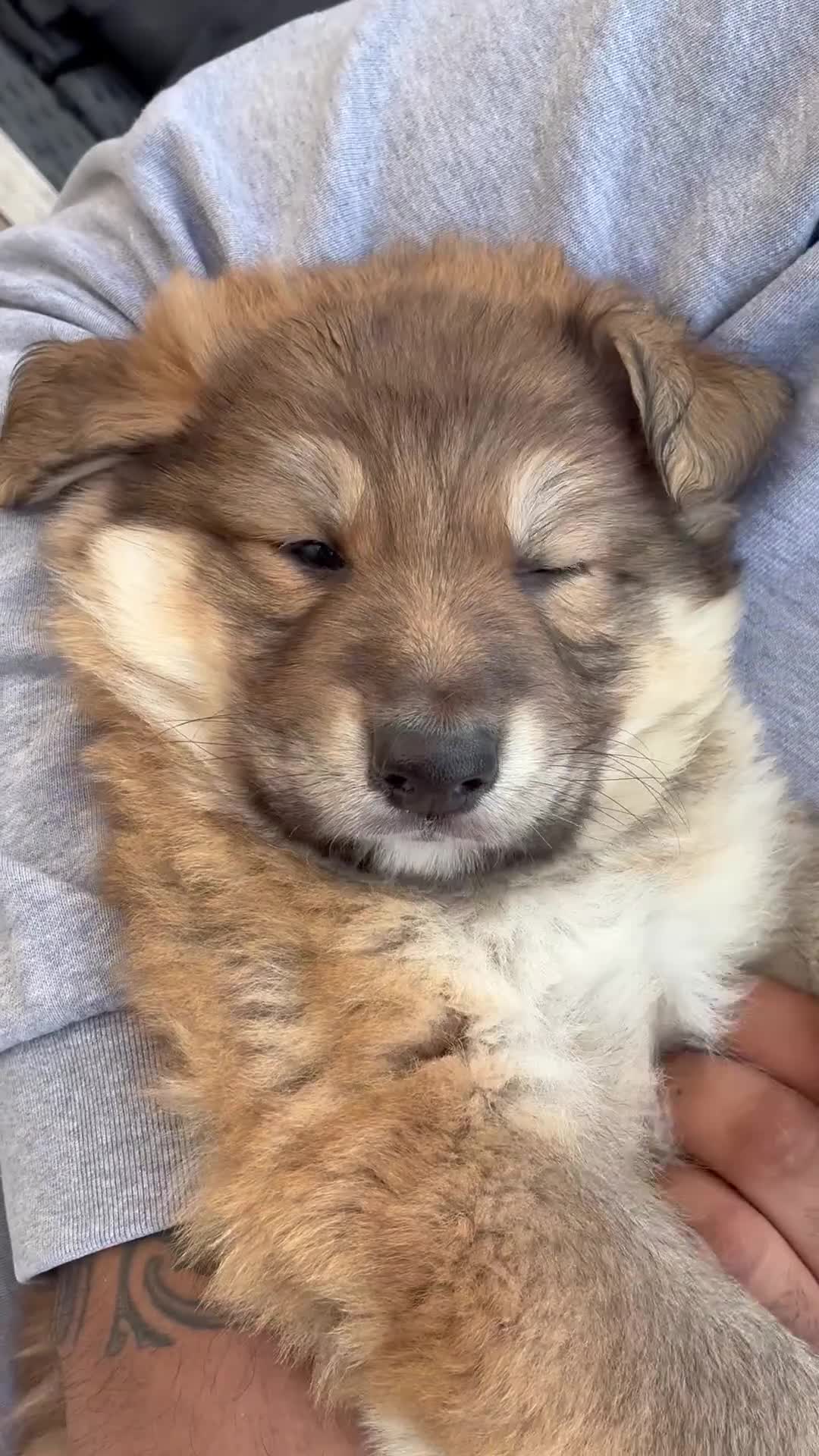 German Shepherd dogs for sale: Long haired straight back German shepherd puppies  - Video 2