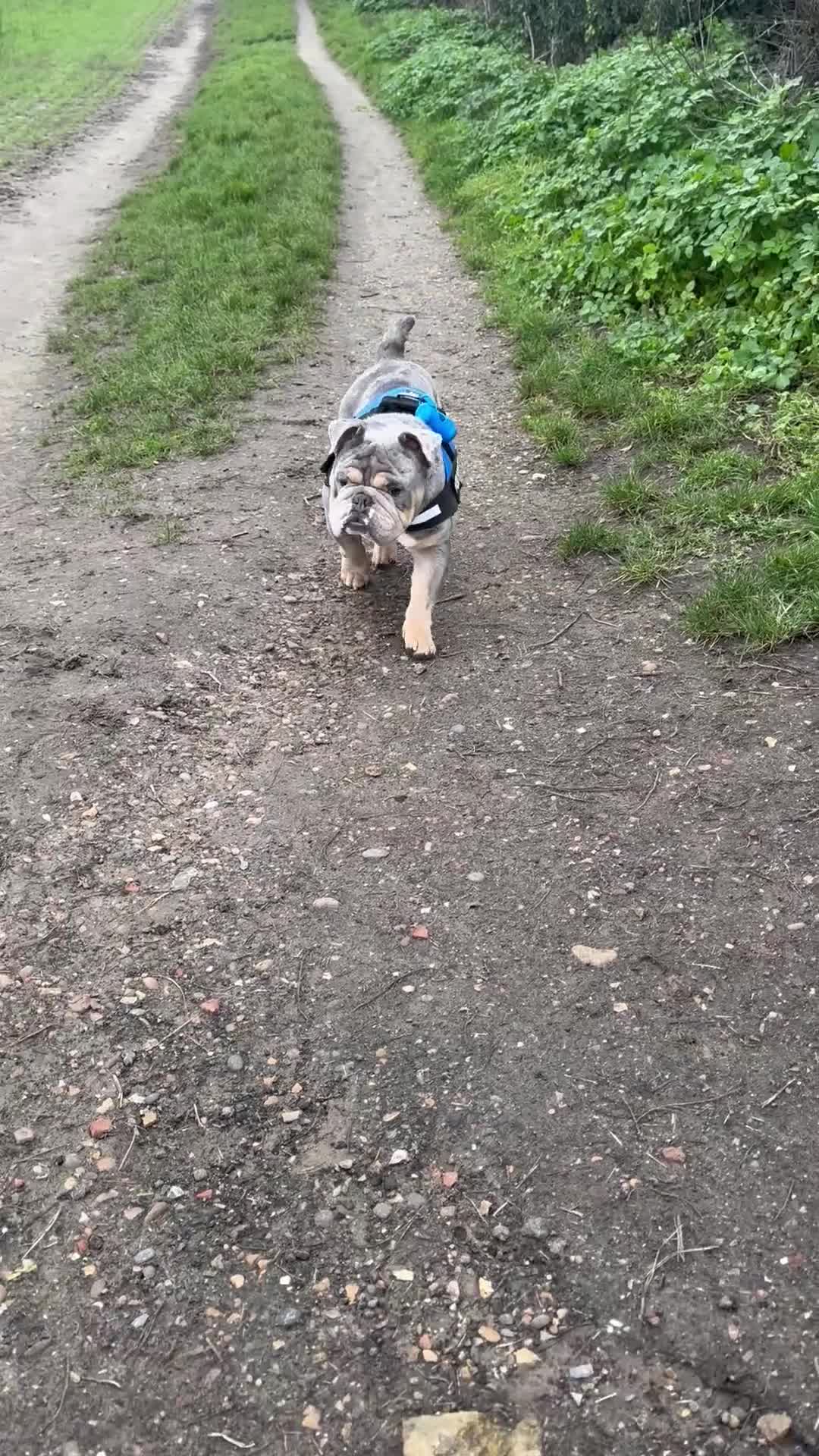English Bulldog dogs for sale: Pablo 4 year old English bulldog  - Video 1
