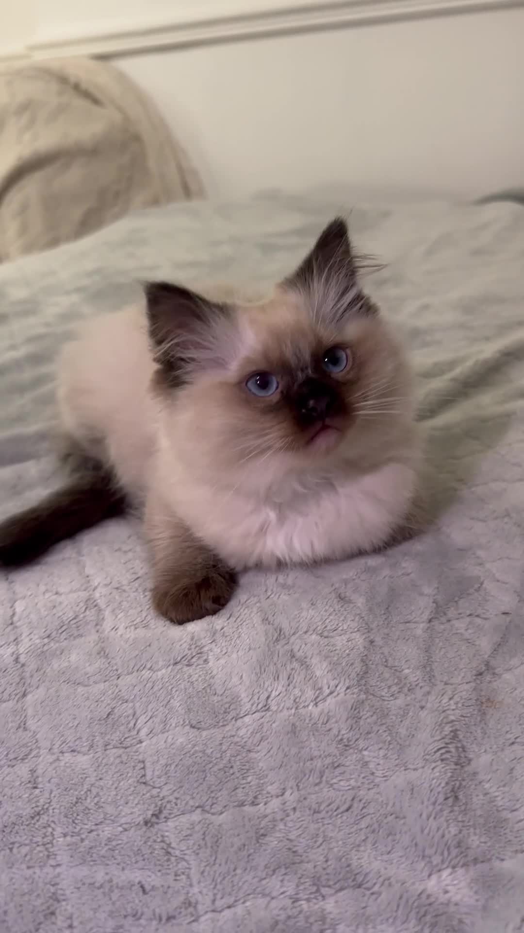 Ragdoll cats for sale: Stunning Ragdoll Kittens - Video 2