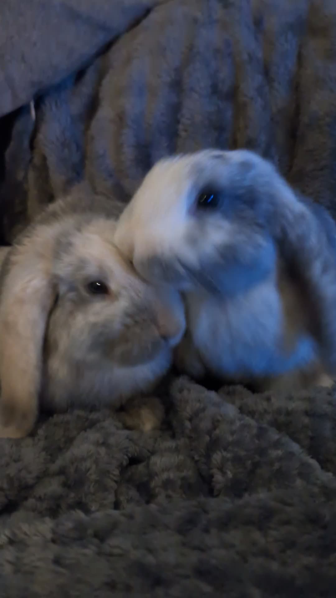 Mini Lop rabbits for sale: Mini lop boy and girl for rehoming  in Stoke-on-Trent - Video 1