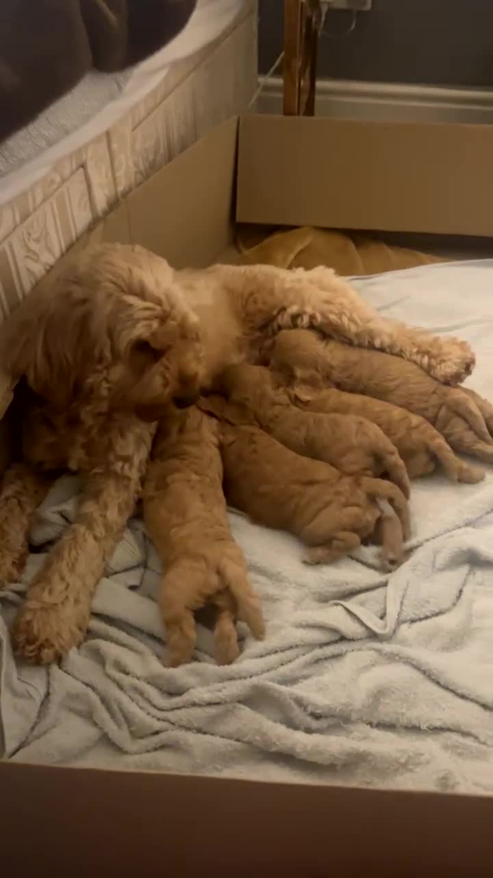 Cockapoo dogs for sale: Adorable Cockapoo Puppies  - Video 1