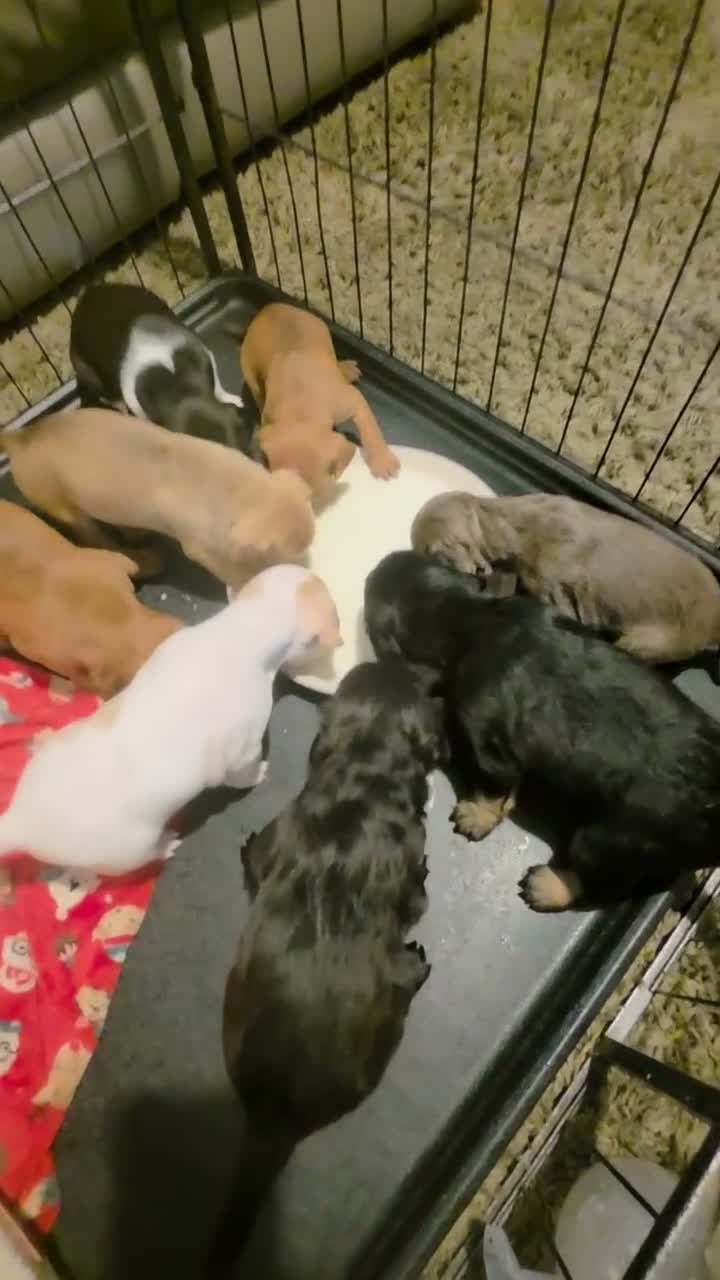 Mixed Breed dogs for sale: READY NOW Cocker Spaniel x Fenchie puppies - Video 4