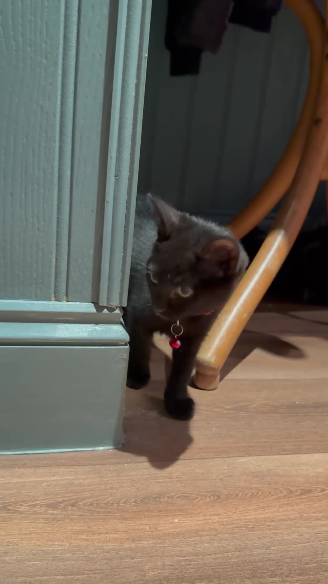 Mixed Breed cats for sale: 12-Week-Old Kittens Ready for Their Forever Homes - Video 3