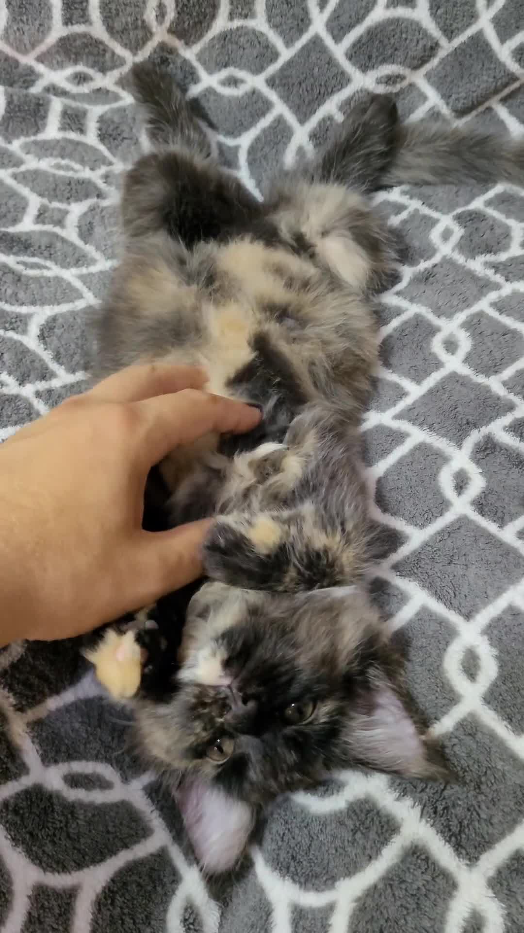 Maine Coon cats for sale: STANNING KITTENS, READY TO GO, GCCF REGISTERED  - Video 3