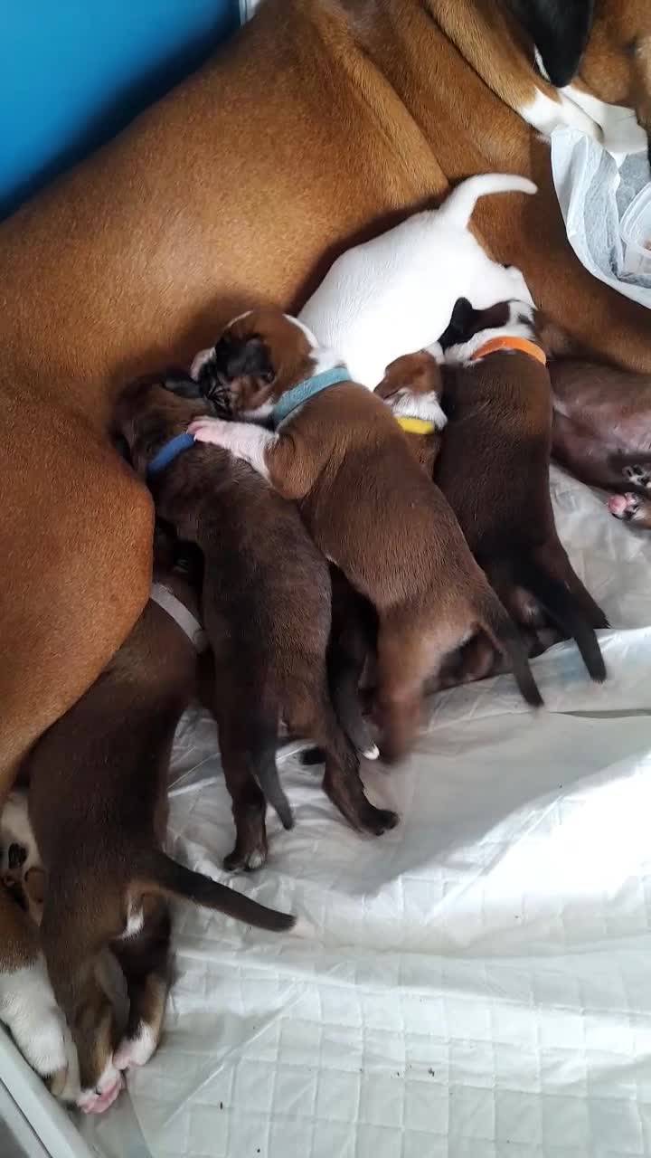 Boxer dogs for sale: Reduced last pup. Stunning Pedigree Boxer  - Video 1