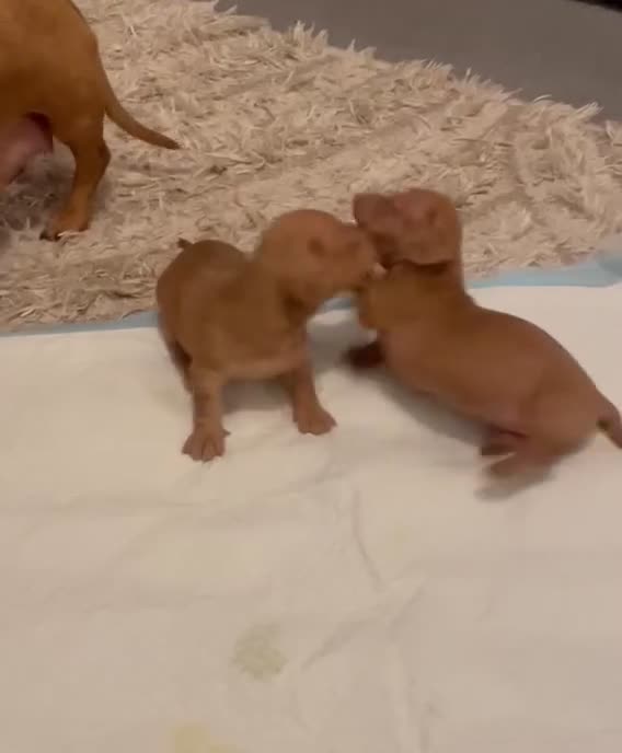 Dachshund dogs for sale: Beautiful miniature dachunds (Home Raised) - Video 1