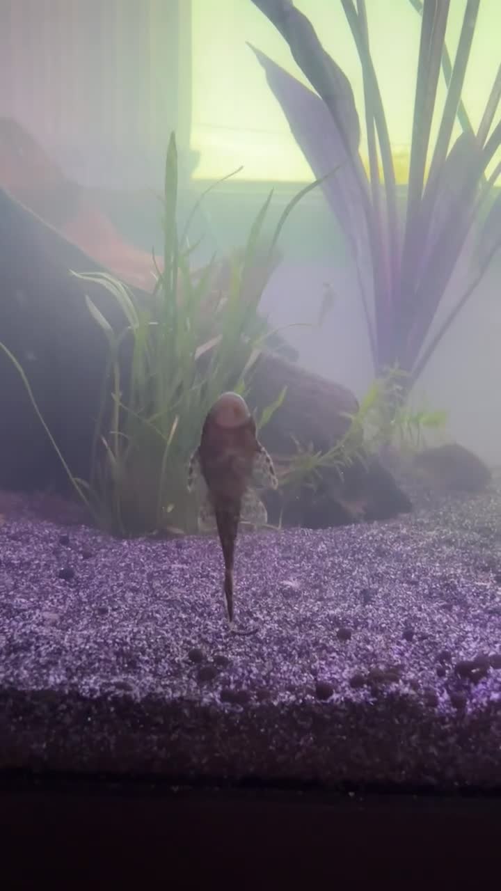 Plecos fish for sale: bristlenose pleco in Caernarfon - Video 1