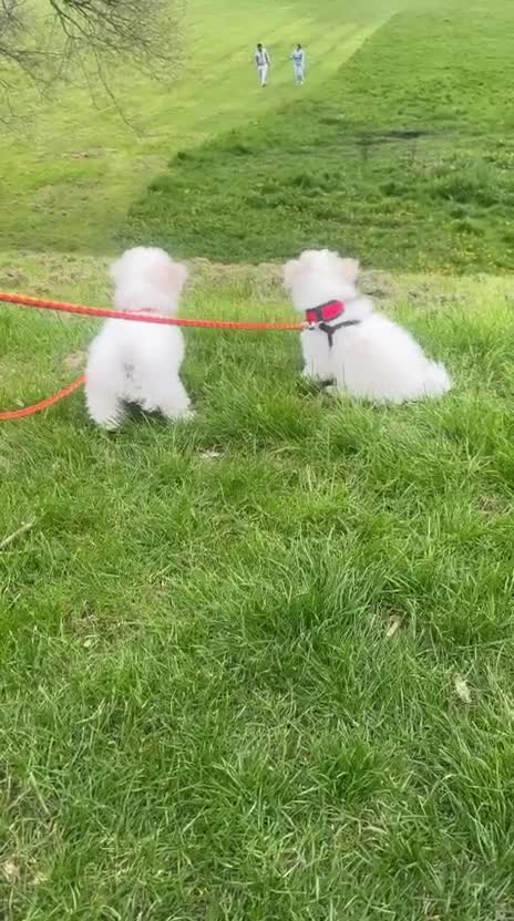 Bichon Frise dogs for sale: Beautiful bichon frisee puppies - Video 1