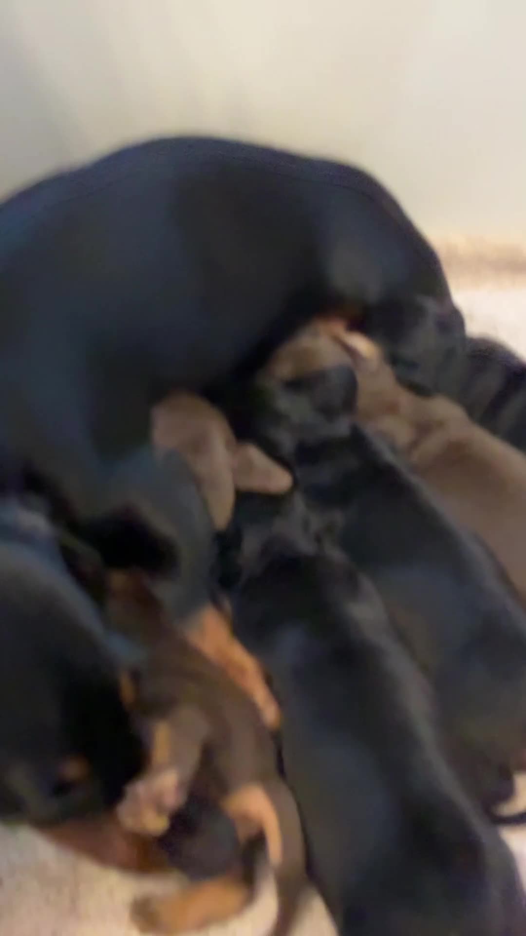 Miniature Dachshund dogs for sale: Nature smooth hair dash shows - Video 3