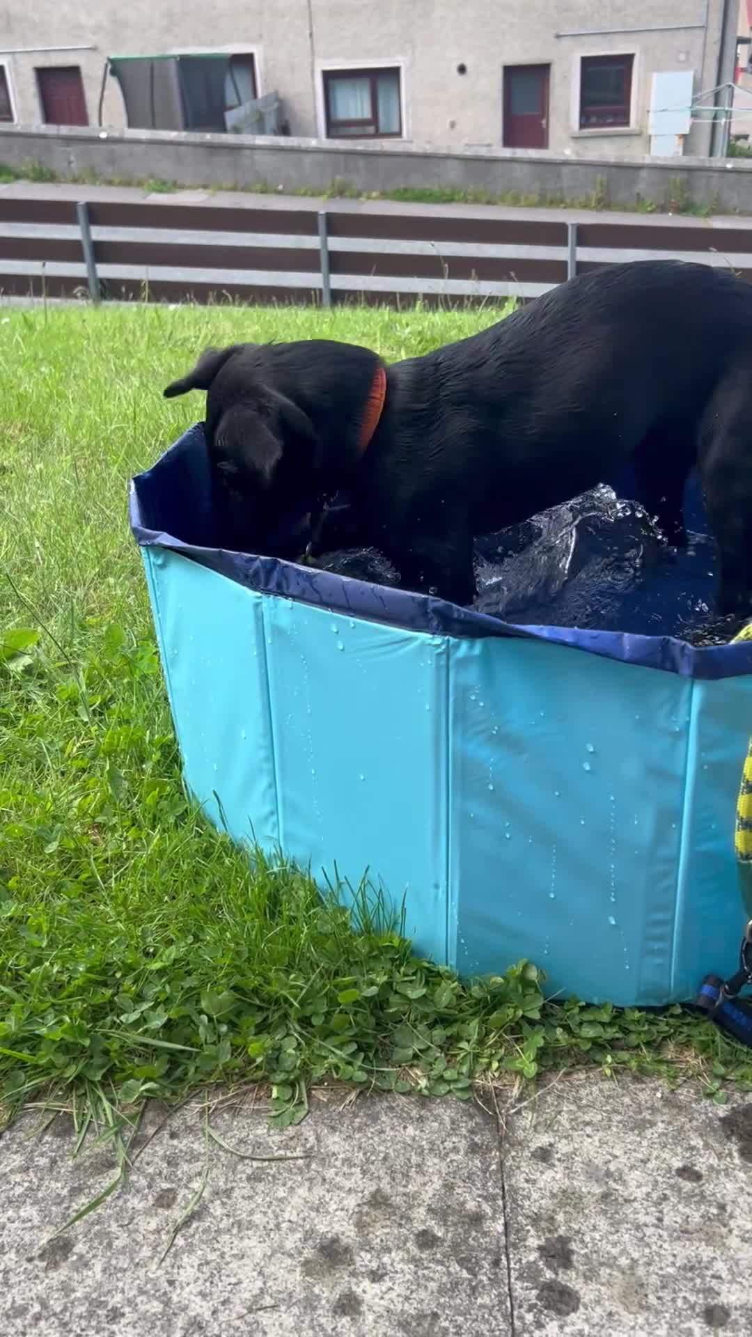 Mixed Breed dogs for sale: 3 Month old puppy for rehome - Video 1