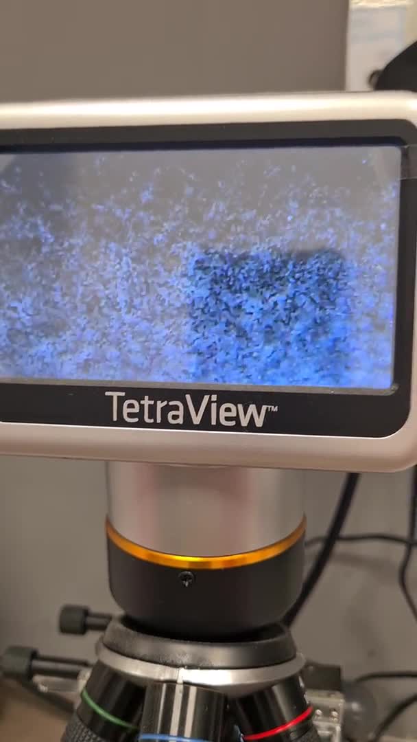 Standard Poodle dogs for stud: 3 Standard poodles for stud in Wirral - Video 3