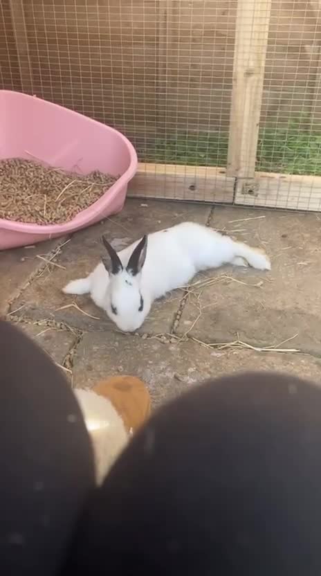 Mixed Breed rabbits for sale: Male bunny in Rushden - Video 1