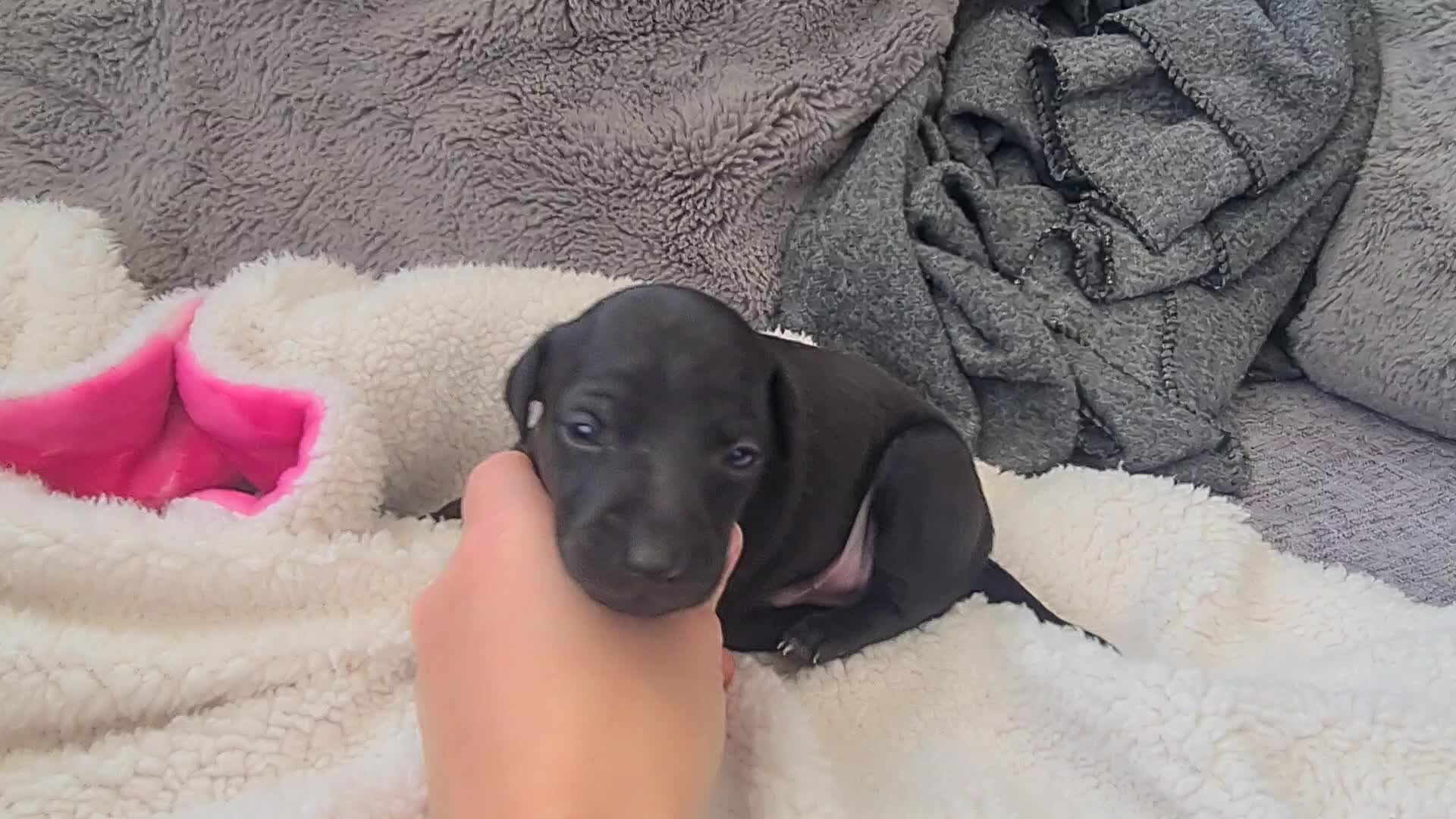 Italian Greyhound dogs for sale: 4 stunning Italian greyhound puppies  - Video 2