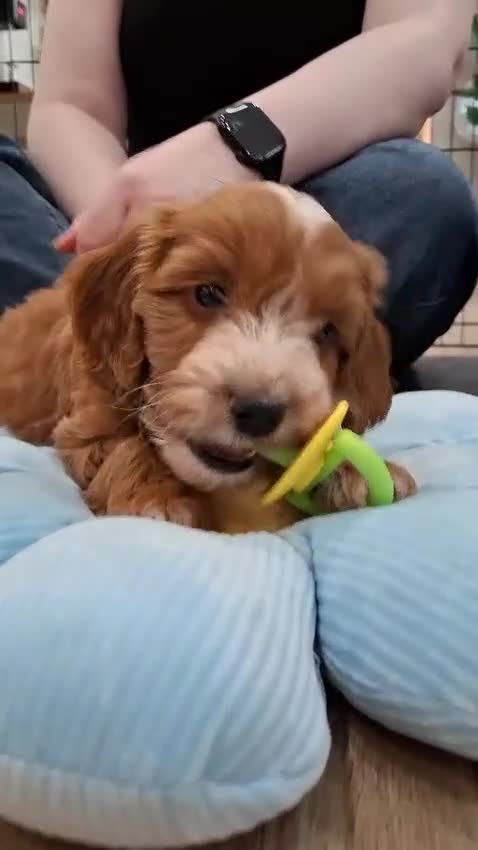 Cockapoo dogs for sale: COCKAPOO  READY NOW !!!! - Video 1