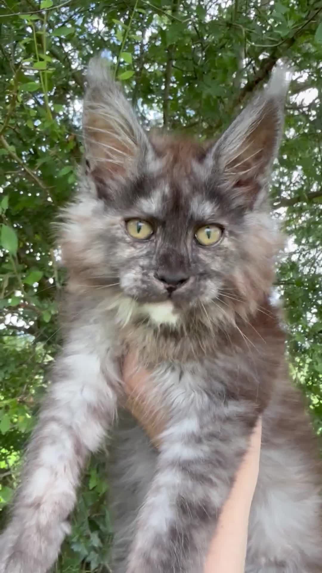 Maine Coon cats for sale: STUNNING BLACK SILVER TORTIE MAINE COON  - Video 2