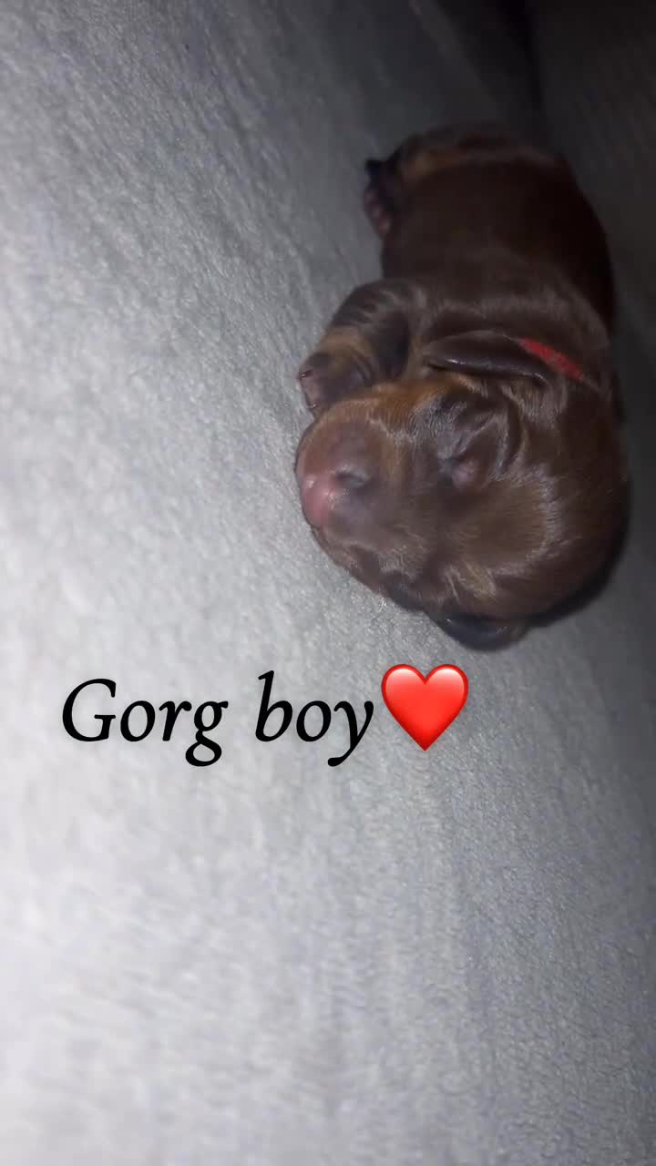 Miniature Dachshund dogs for sale: Our chocolate and tan pups  - Video 3