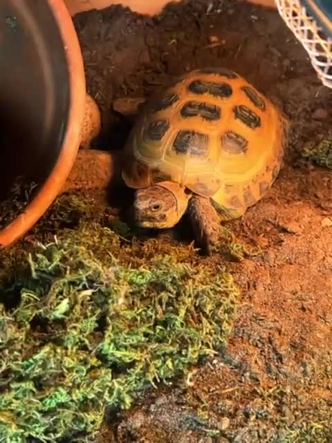 Tortoise reptiles for sale: Bubble - Video 1