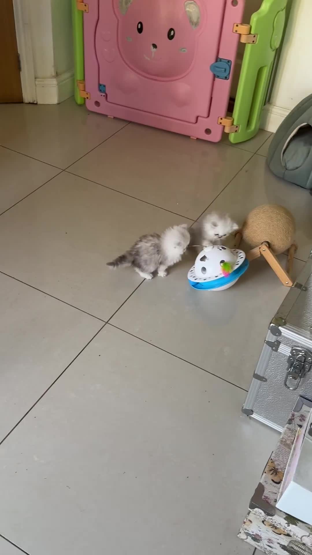 Persian cats for sale: Confident Pure bred silver chinchilla Persian - Video 2
