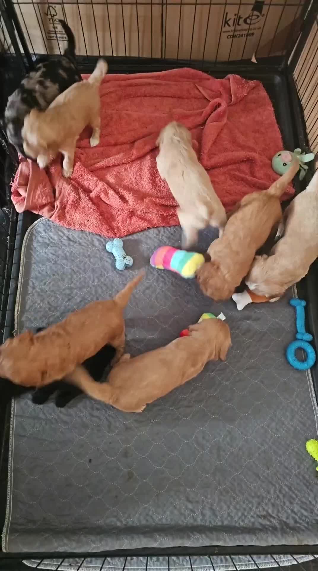 Cockapoo dogs for sale: Gorgeous Cockapoo pups - Ready 16 April - Video 1