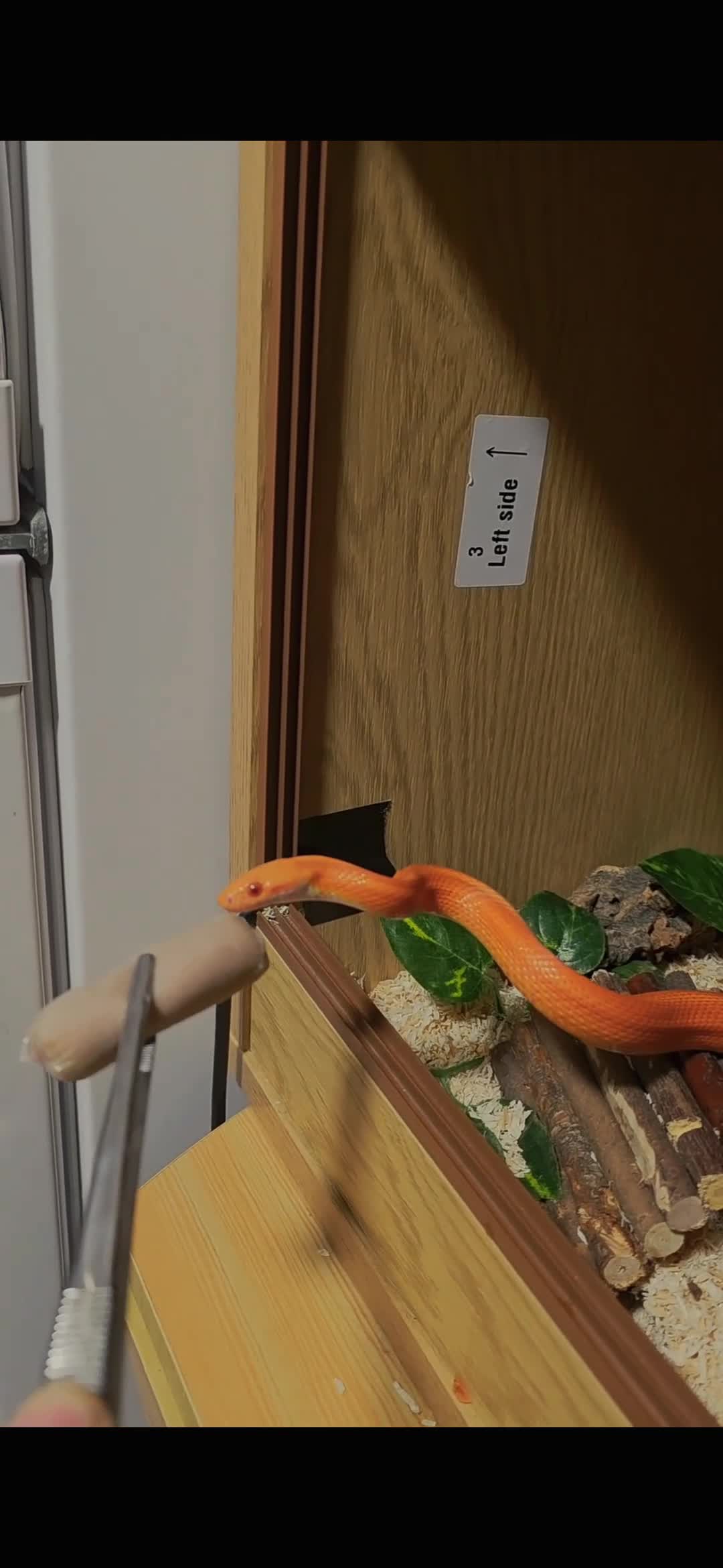 Corn Snake reptiles for sale: Pete- the Fire Stripe Cornsnake  in Nottingham - Video 1