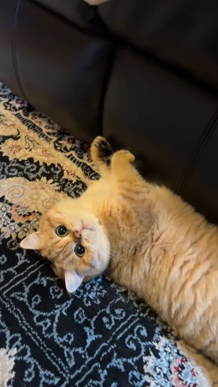 British Shorthair cats for sale: Male Golden British Shorthair  - Video 2