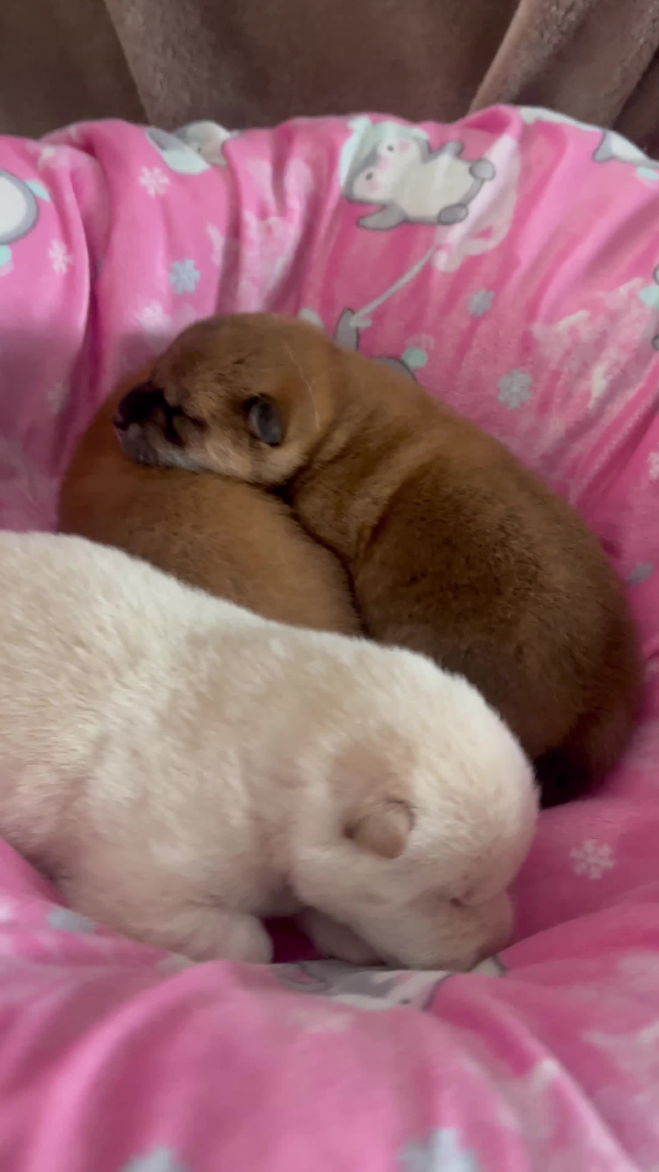 Japanese Shiba Inu dogs for sale: KC registered Japanese Shiba Inu puppies - Video 1