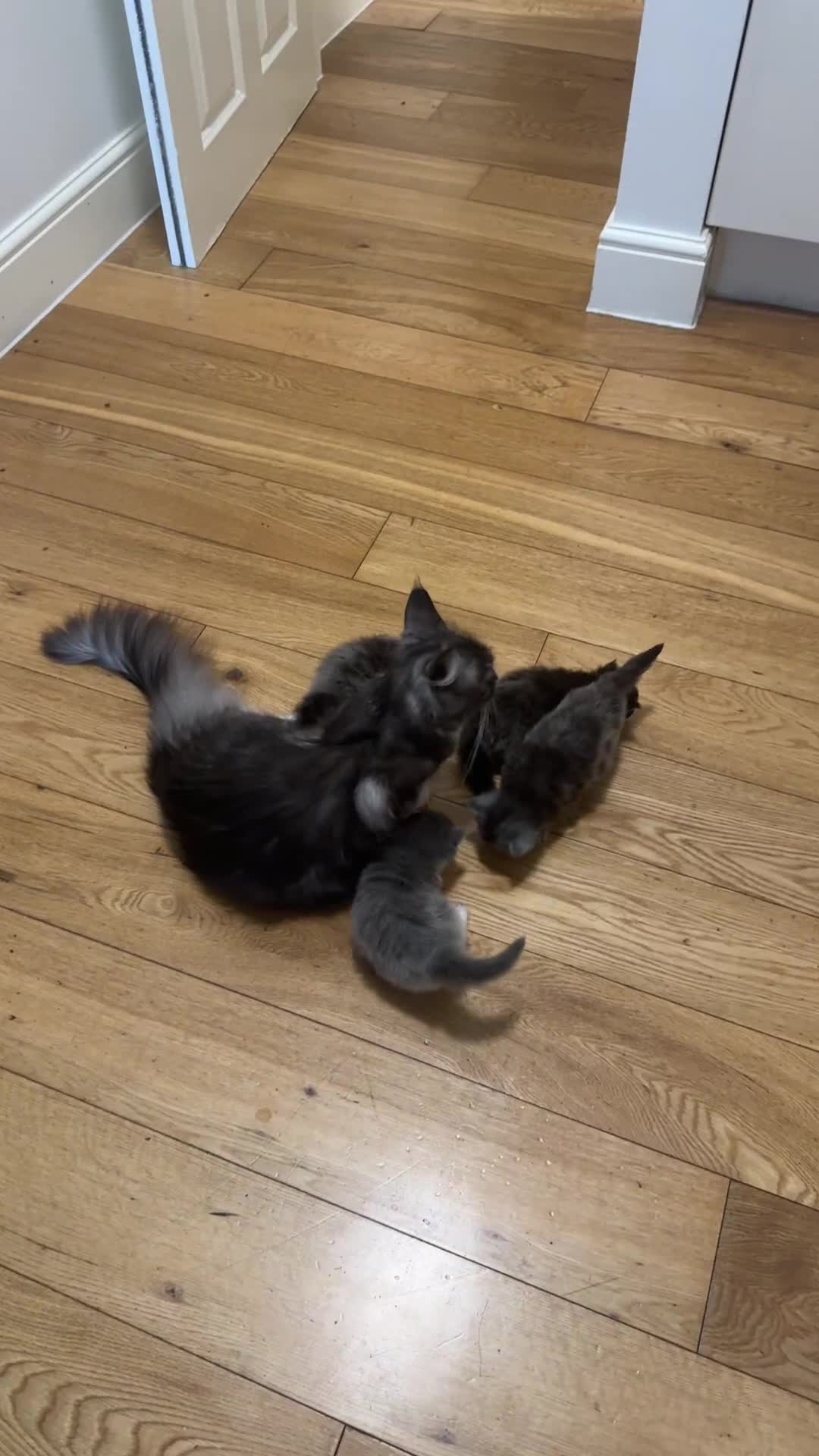 Maine Coon cats for sale: Beautiful Maine coon  - Video 1