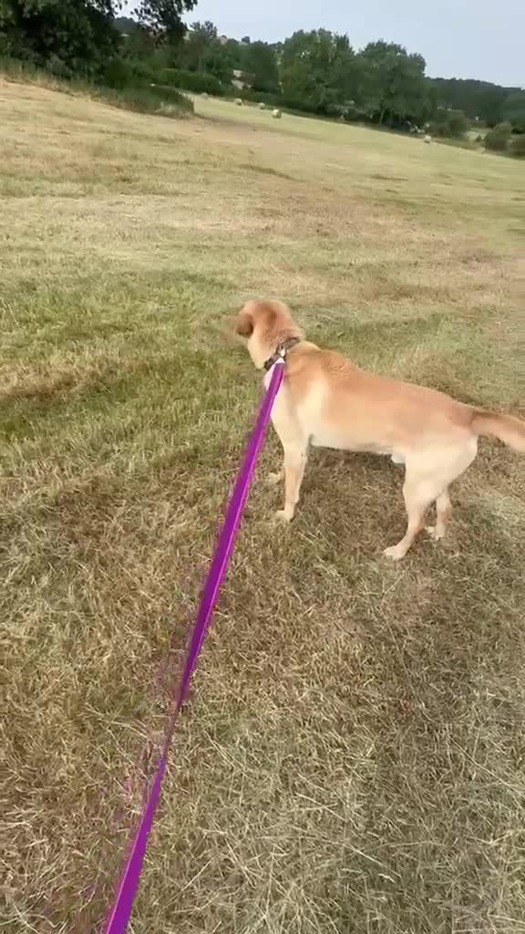 Mixed Breed dogs for adoption: Carlos wants his forever home  - Video 2