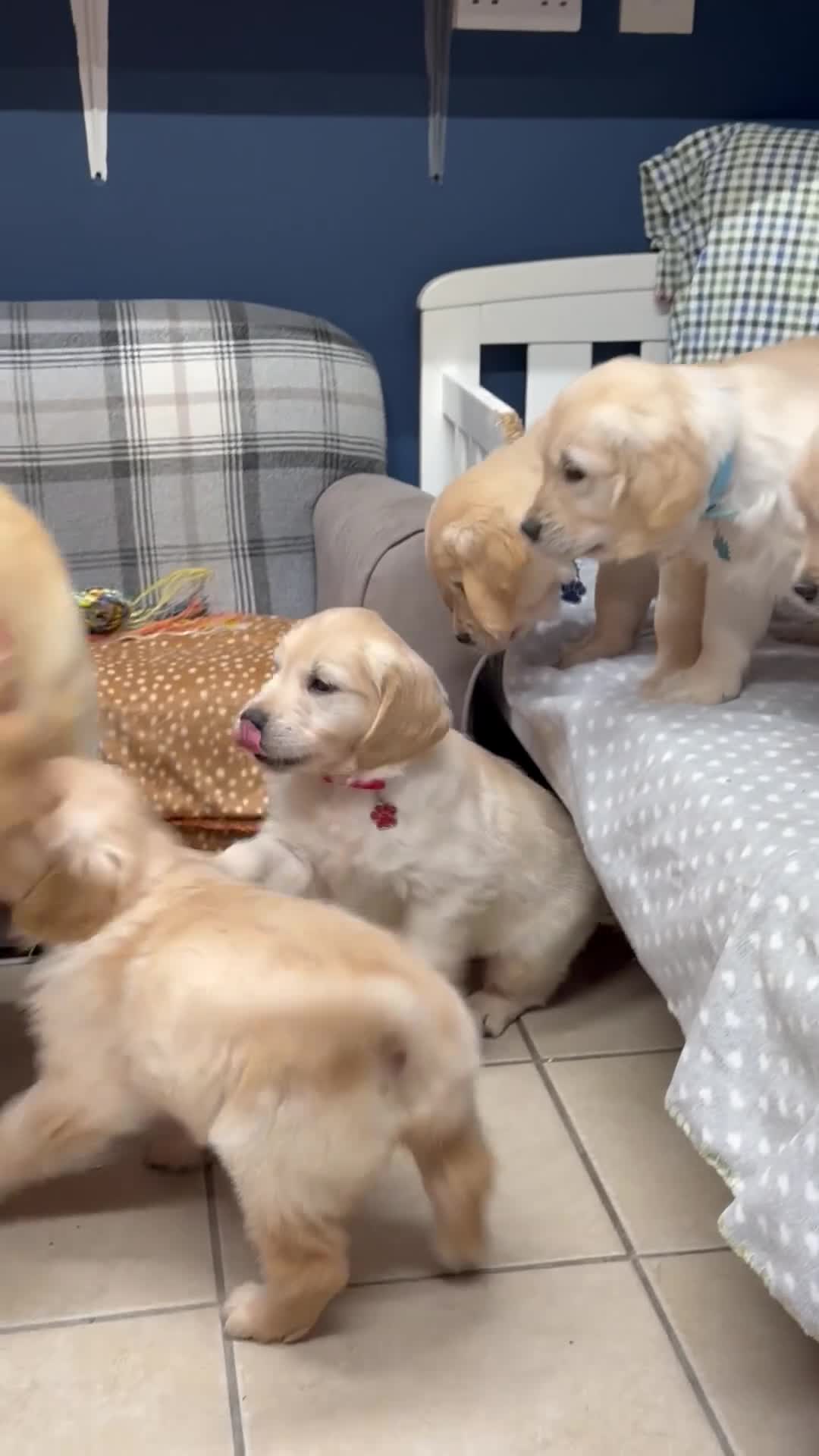 Golden Retriever dogs for sale: 🐶Fluffy bears looking for forever home💕💕 ! - Video 1