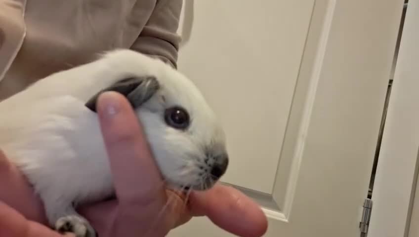 Guinea Pig rodents for sale: Male California guinea pigs 5* homes only  - Video 1