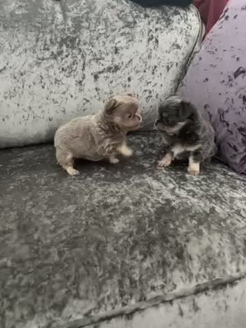 Chihuahua dogs for sale: NOW SOLD KCreg Longhair chiChamp/russian Line in Stevenston - Video 1