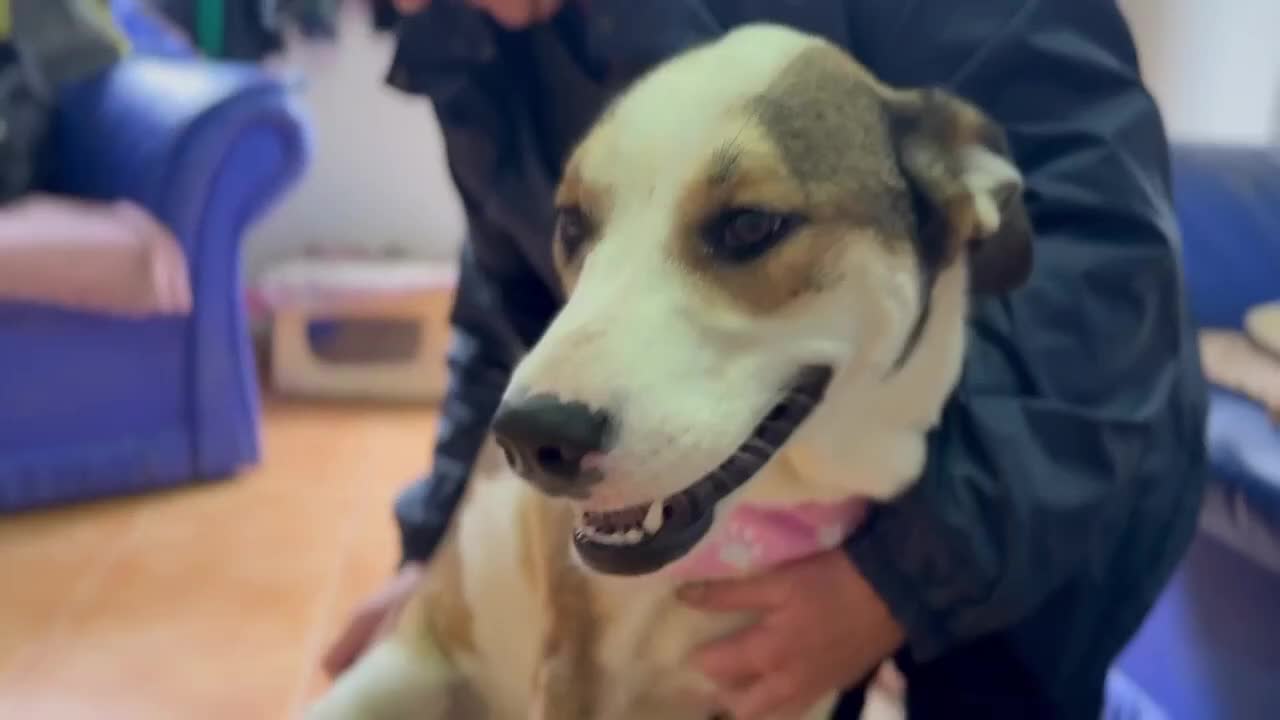 Mixed Breed dogs for adoption: MAYA – TWO YEARS WAITING FOR SOMEONE TO CARE - Video 3